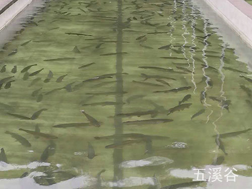 三文魚養(yǎng)殖2